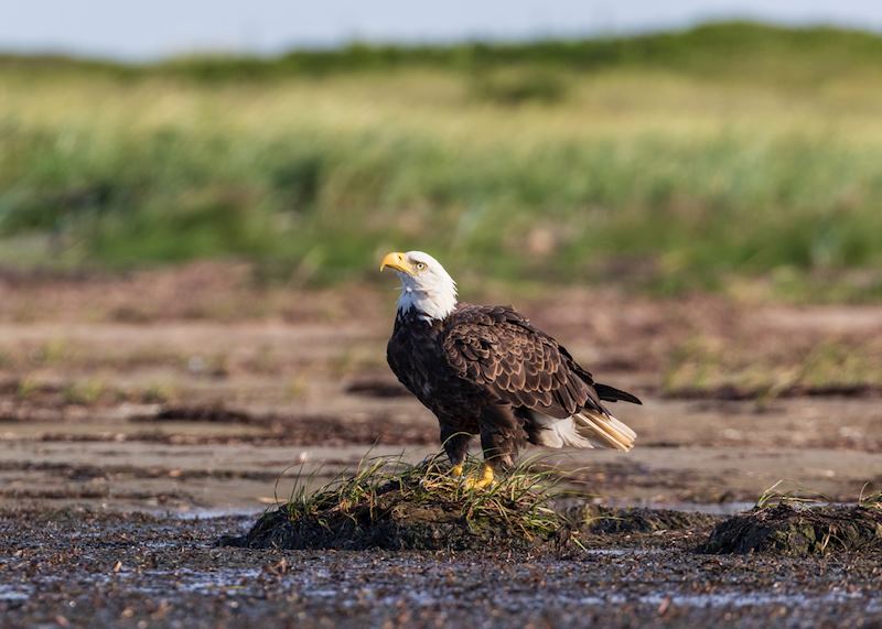 Bald eagle in Kouchibouguac National Park, Canada