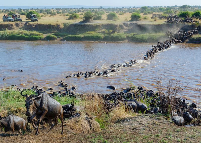 Wildebeest crossing the Mara River in the Serengeti