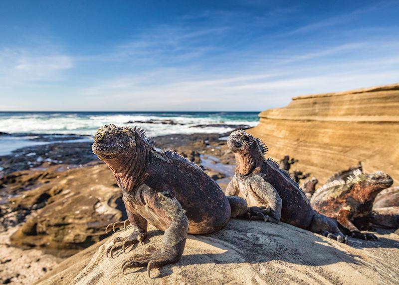 Marine iguanas in the Galapagos Islands