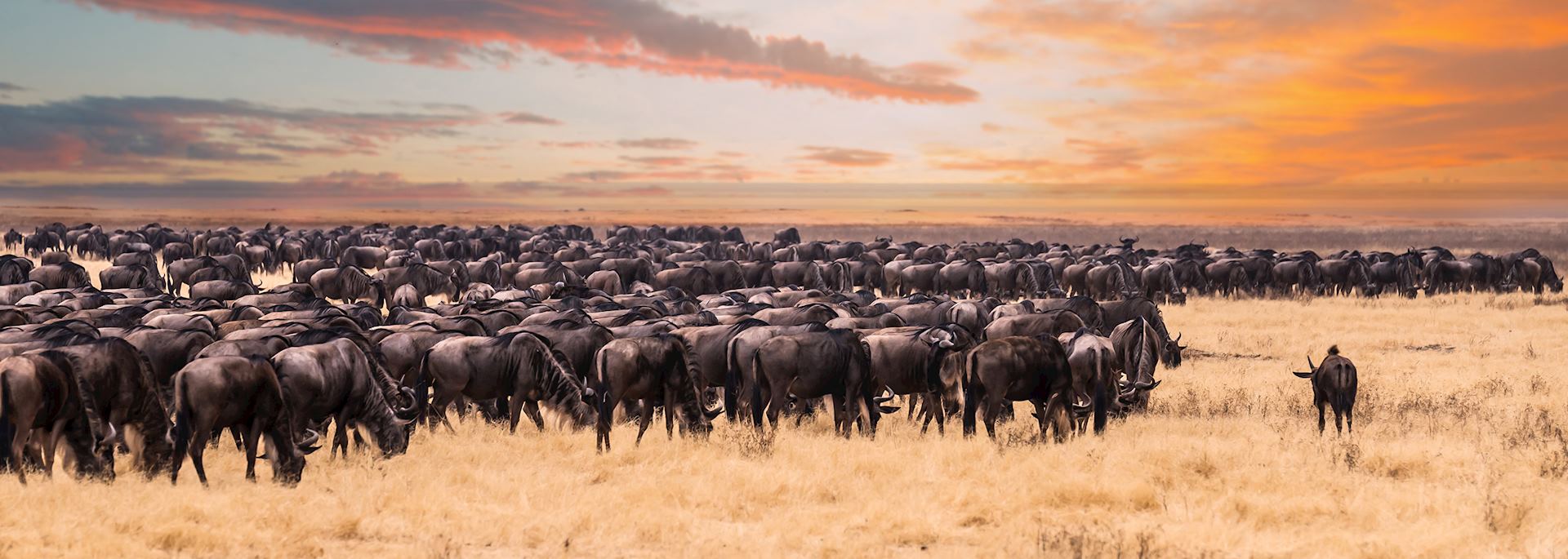 Wildebeest in the Serengeti