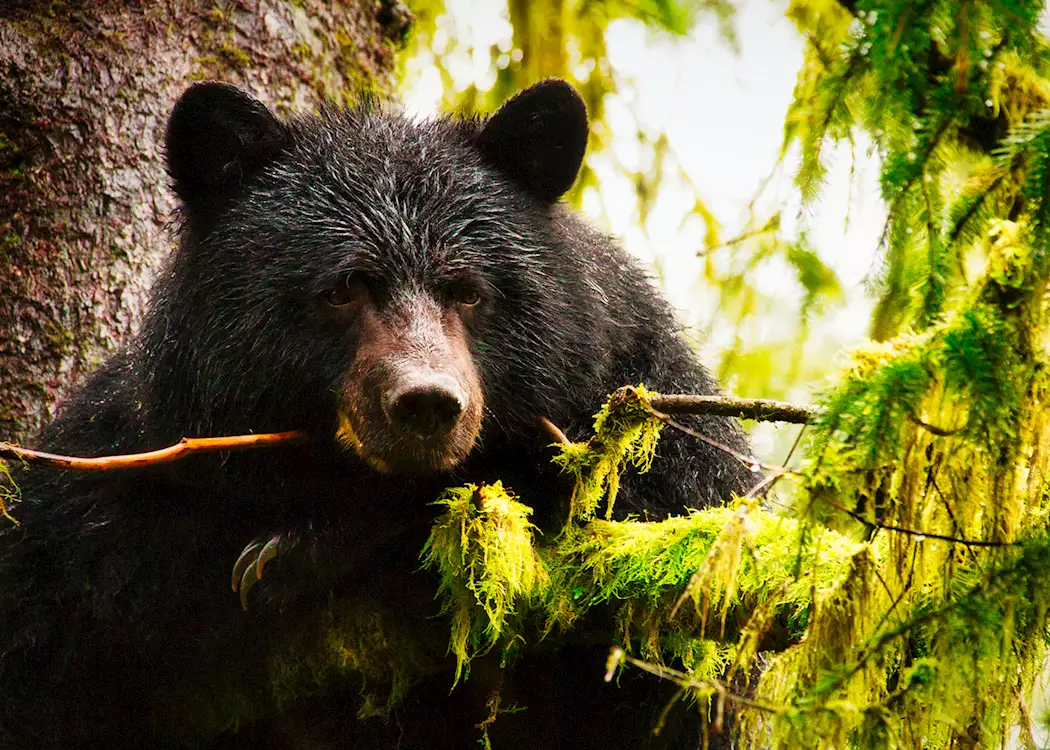 Black bear, Tongass National Forest