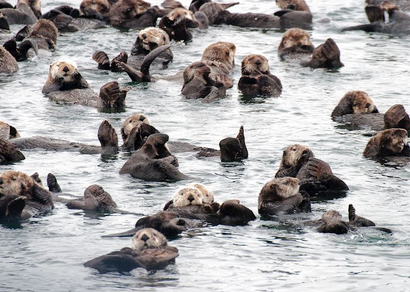 Sea otters in Sitka