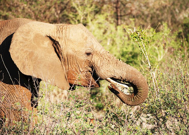 Elephant, Madikwe Game Reserve, South Africa