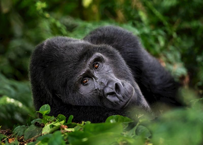 Gorilla, Bwindi Impenetrable Forest, Uganda