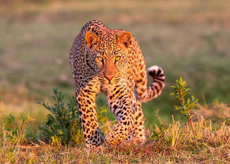 Leopard, South Luangwa National Park, Zambia