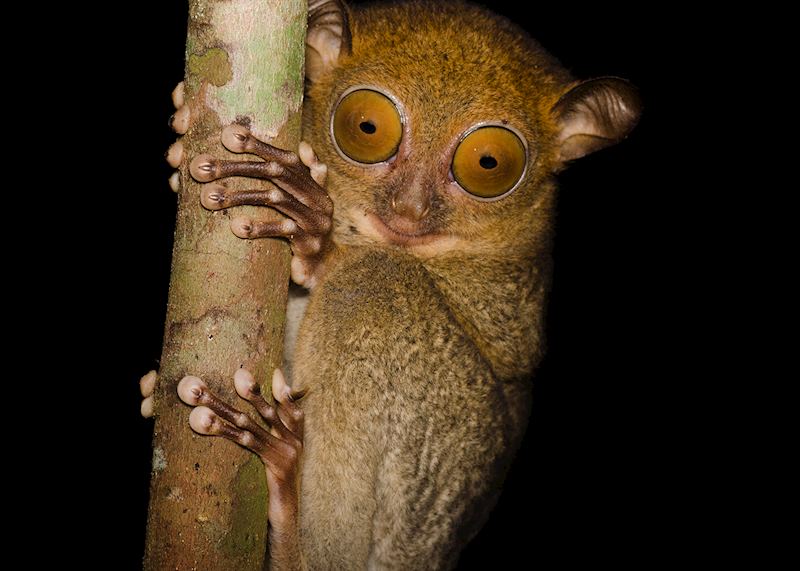 Western tarsier, Deramakot Forest Reserve, Borneo