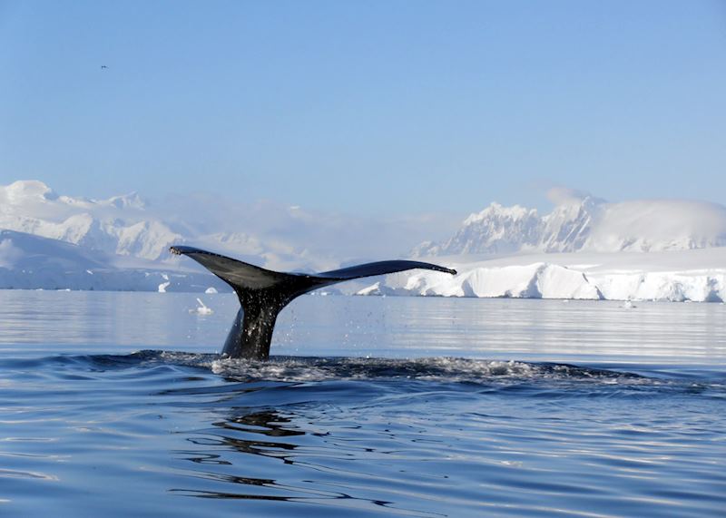 Whale watching, Antarctica