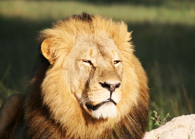 Lion, Hwange National Park, Zimbabwe