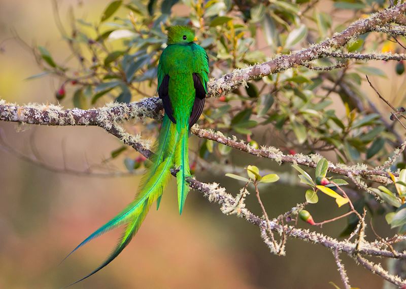 Resplendent quetzal, Costa Rica