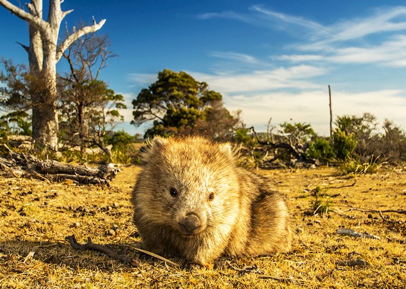 Wombat, Maria Island, Tasmania, Australia