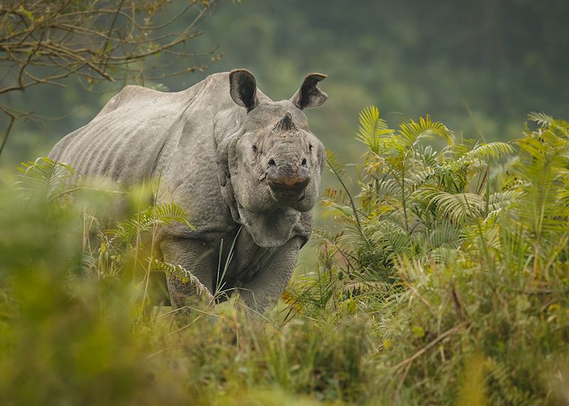 One-horned rhino, Kaziranga National Park, India