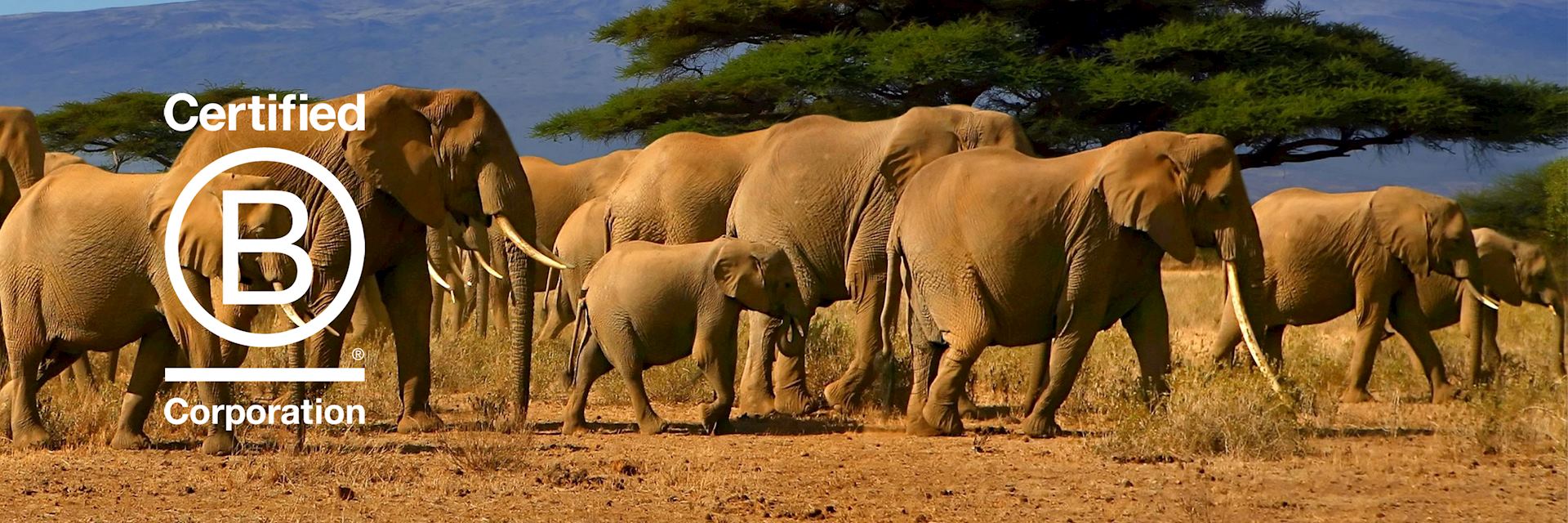 Herd of elephant, Masai Mara National Reserve, Kenya