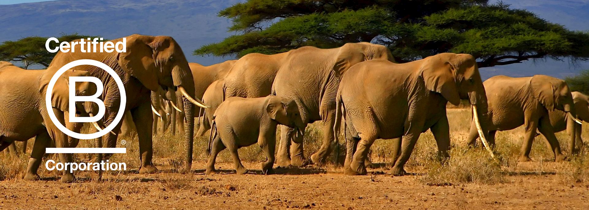 Herd of elephant, Masai Mara National Reserve, Kenya