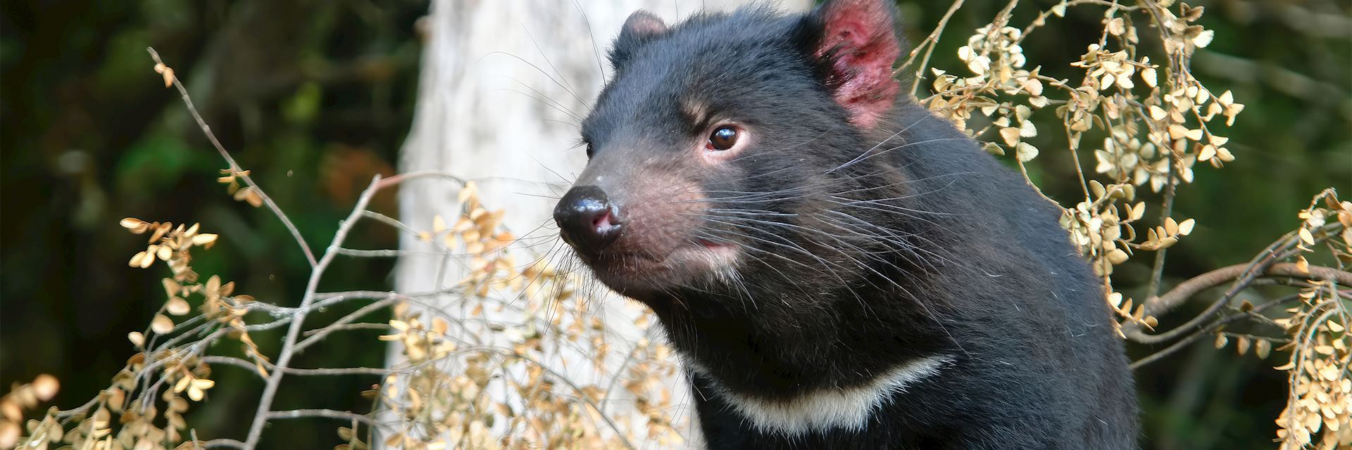 Tasmanian devil, Tasmania