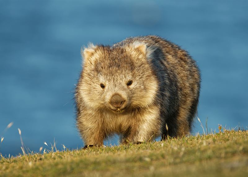 Wombat, Maria Island National Park