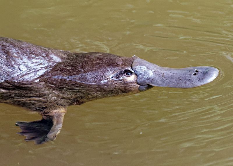 Platypus, Scottsdale