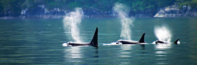 Orca pod, Vancouver Island’s northern coast
