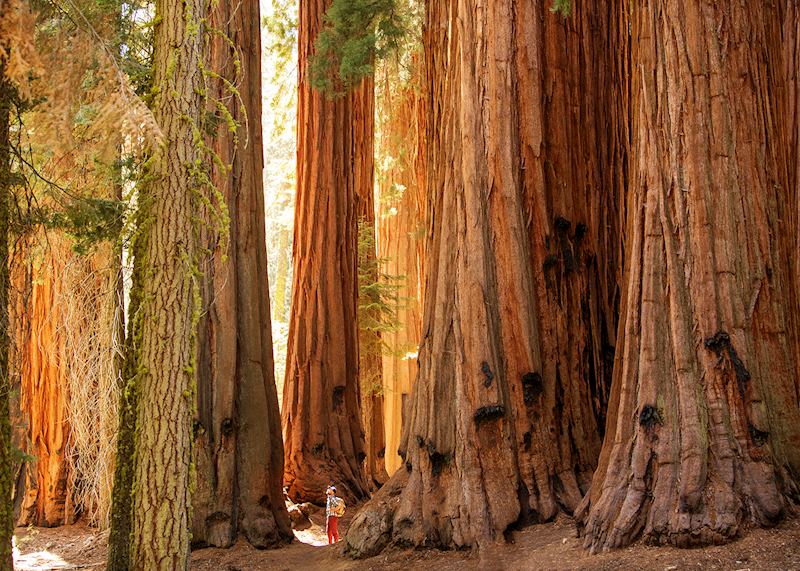 Giant Sequoia trees