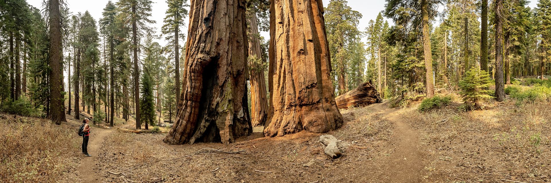 Sequoia trees, Mariposa Grove