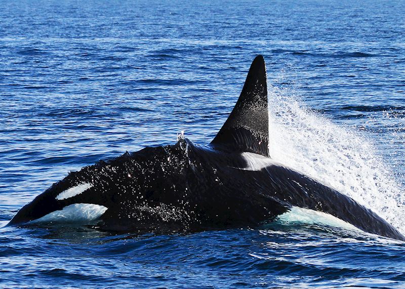 Orca, Monterey Bay
