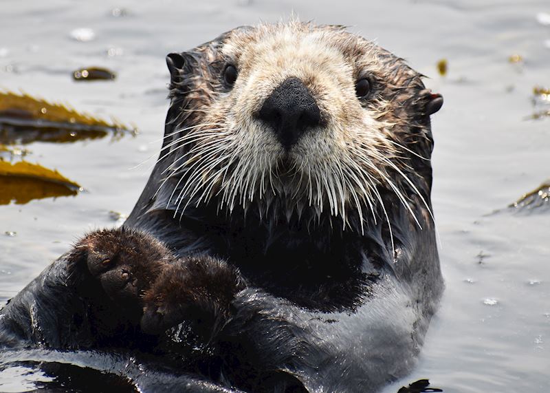 Sea otter, Elkhorn Slough