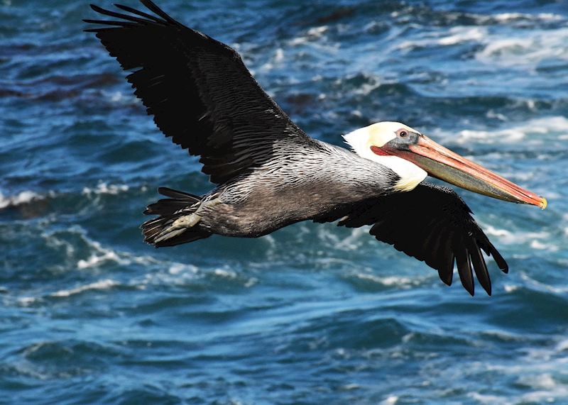 Brown pelican, Point Lobos State Natural Reserve