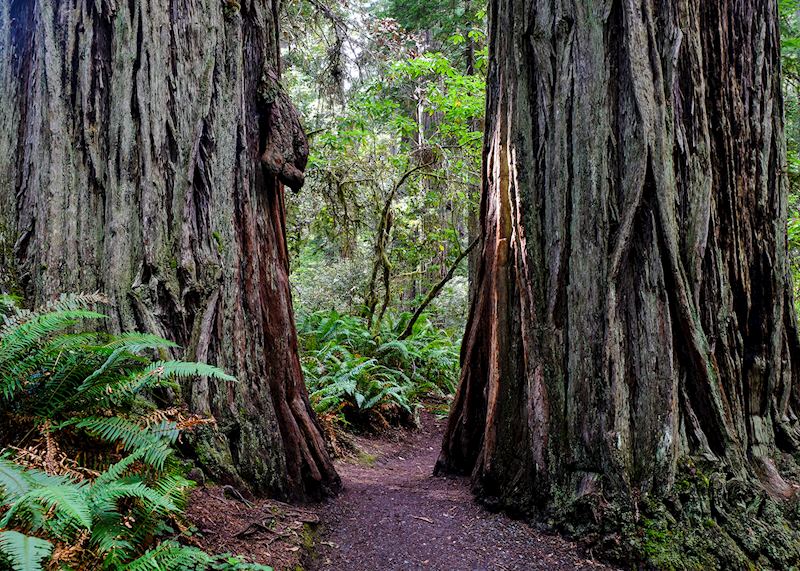 Redwoods, Big Sur