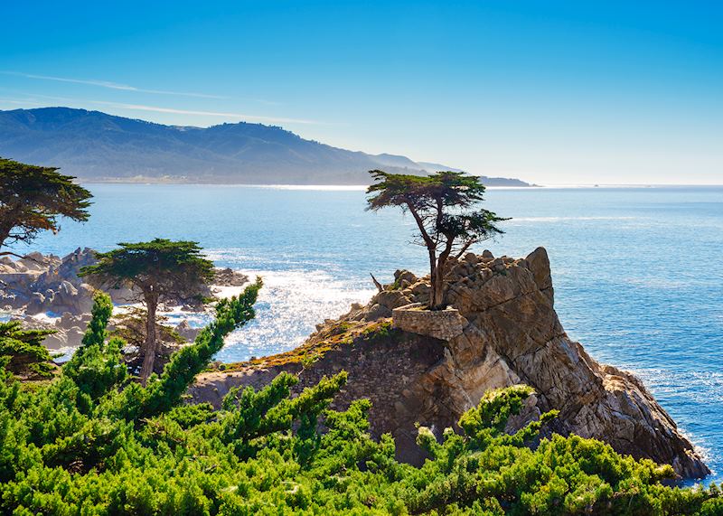 Lone Cypress Tree on 17-Mile Drive, Carmel Bay