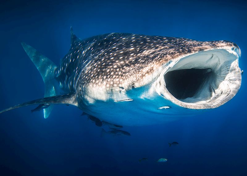 Whale shark, Ningaloo Reef