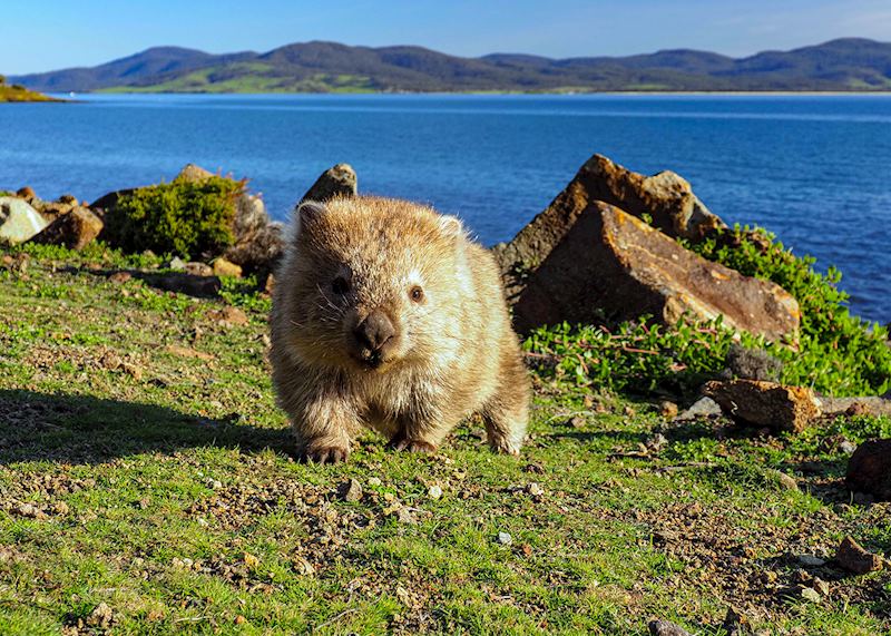 Wombat, Maria Island