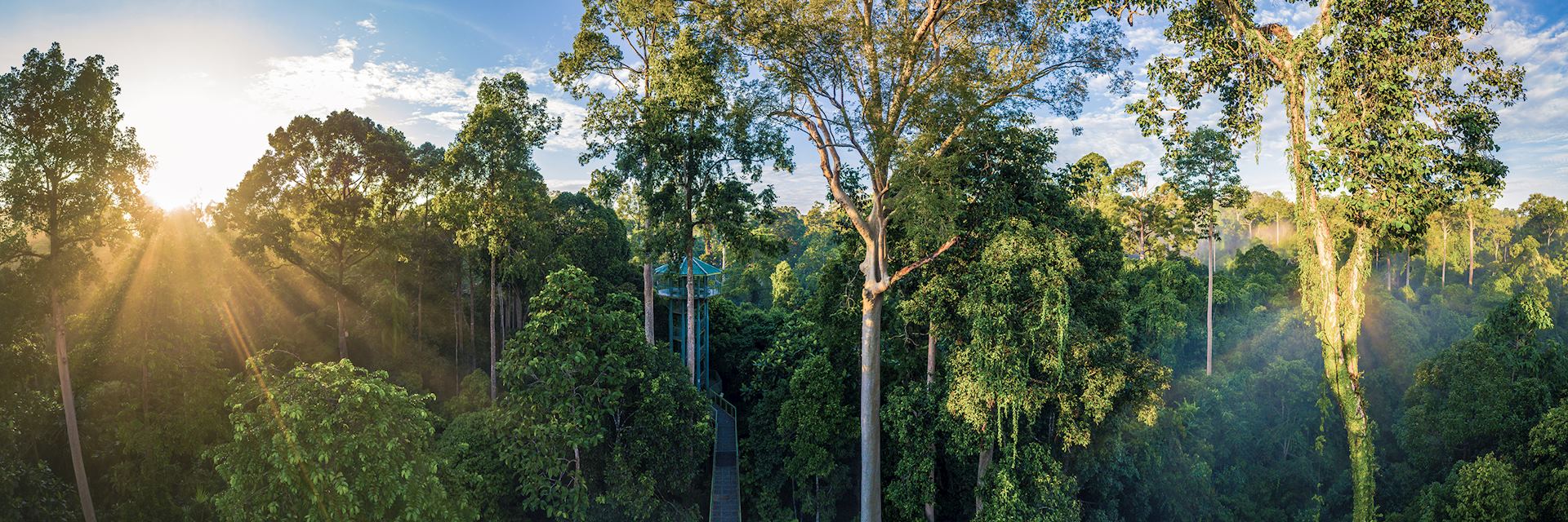 Rainforest canopy in Sepilok, Borneo