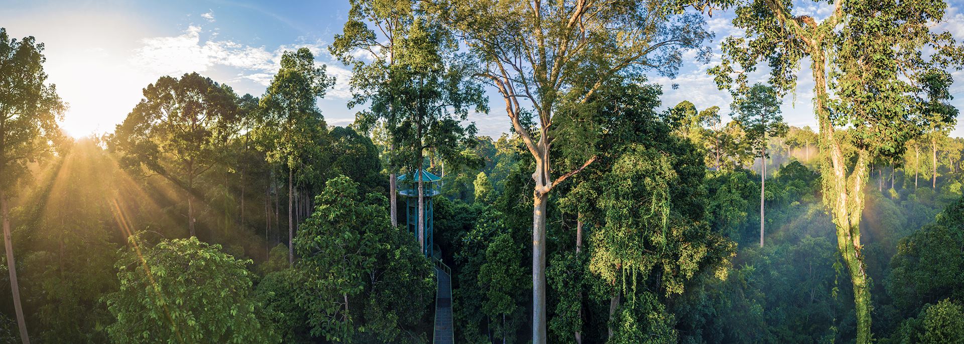Rainforest canopy in Sepilok, Borneo