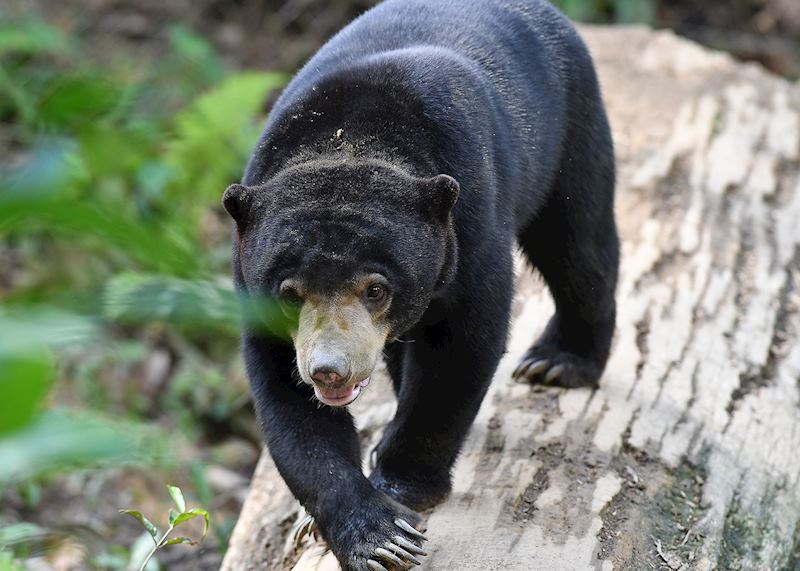 Sun bear in Sepilok