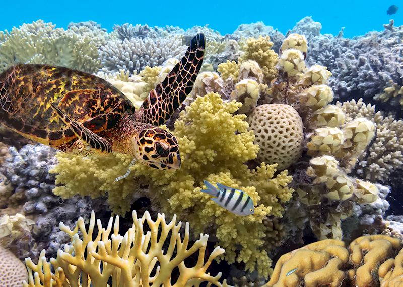 Green turtle, Great Barrier Reef