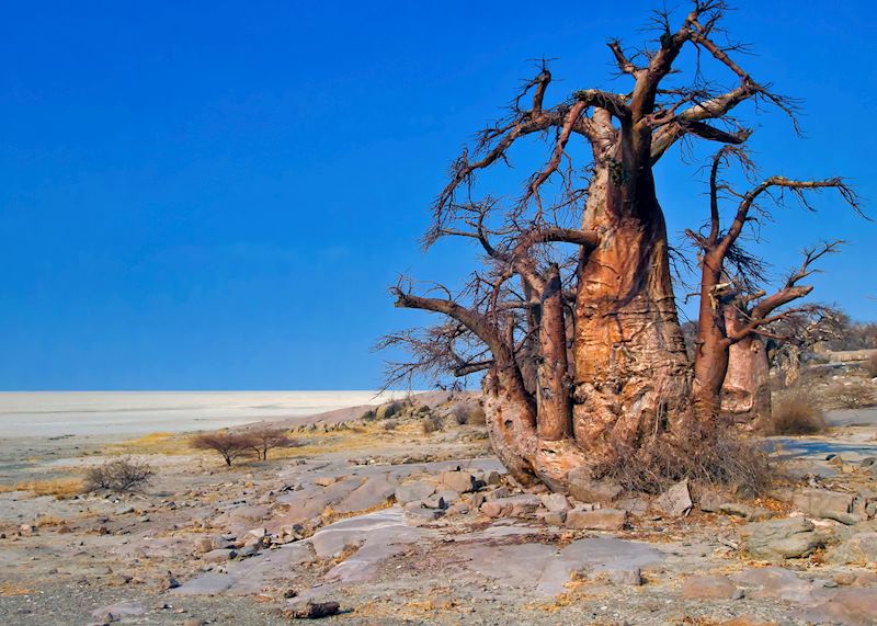 Baobab tree, Makgadikgadi Pans