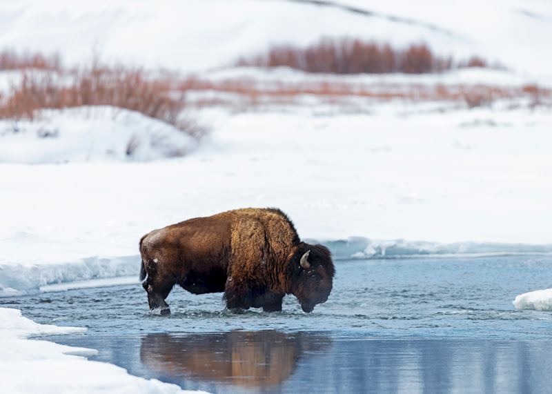 Bison, Yellowstone National Park