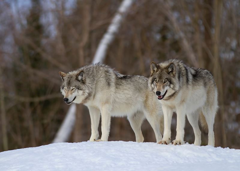 Grey wolves, Yellowstone National Park