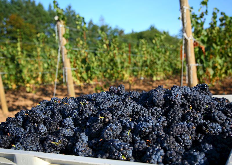 Pinot noir grapes, Willamette Valley