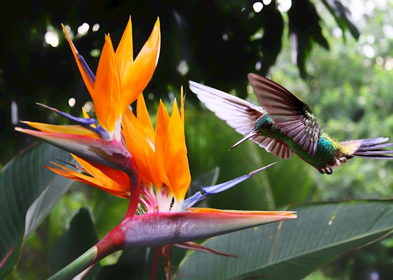 Hummingbird, Costa Rica