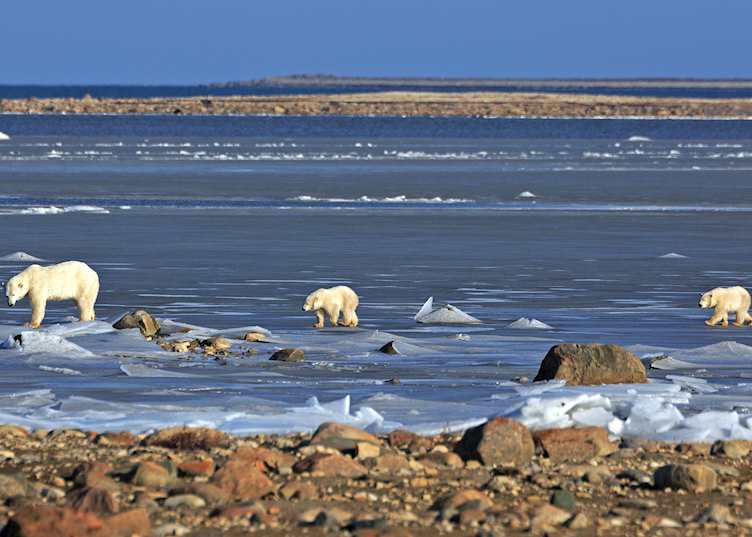 Polar bears, Hudson Bay