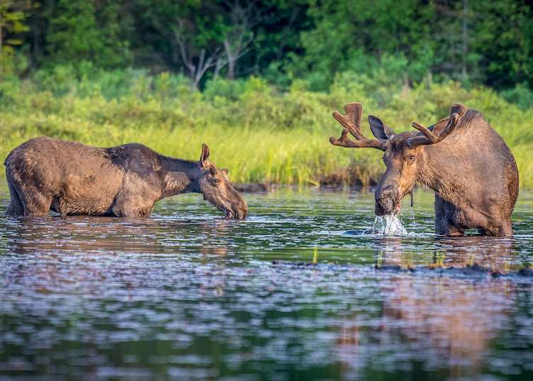 Moose, Algonquin Provincial Park