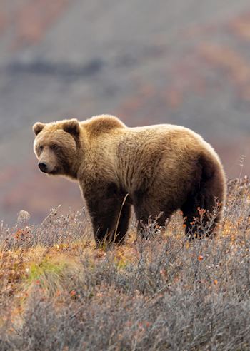 Brown bear