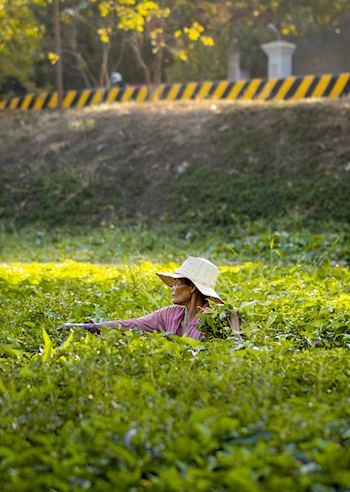 Farmer in field