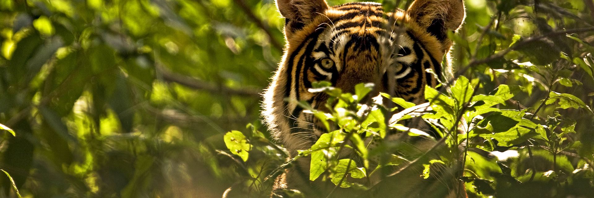 Tiger, Ranthambhore National Park, India