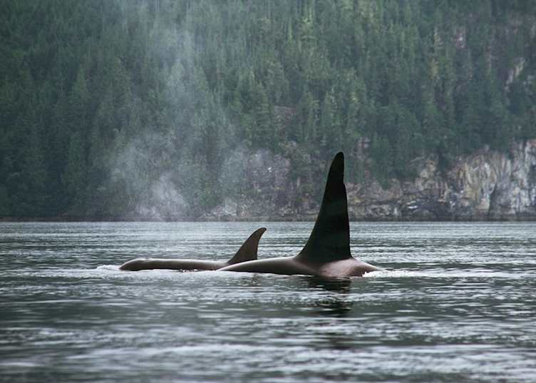 Orcas off Vancouver Island's coast — © Destination BC - Adrian Dorst