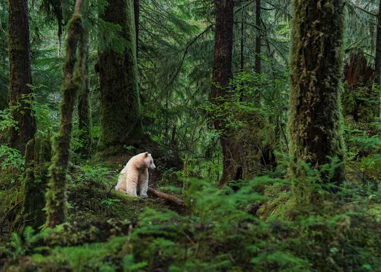 Spirit bear, Cariboo Chilcotin Coast — © Destination BC - Yuri Choufour