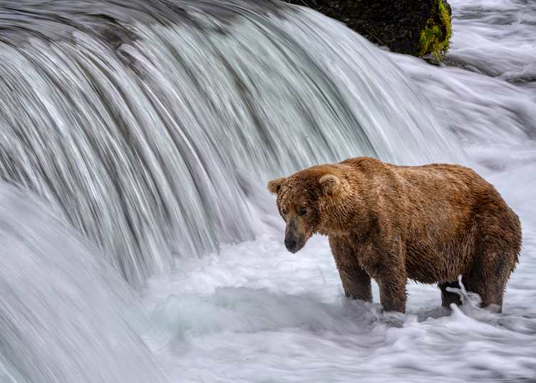 Brown bear, Alaska