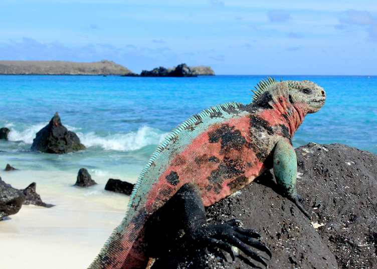 Marine iguana, Galapagos Islands
