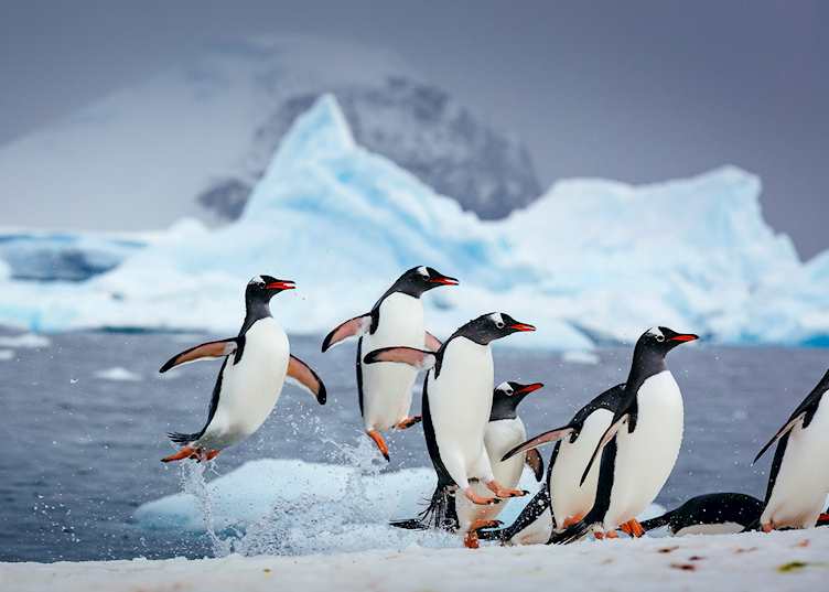 Gentoo penguins