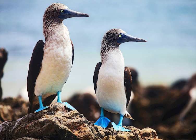 Blue-footed boobies, Galapagos Islands
